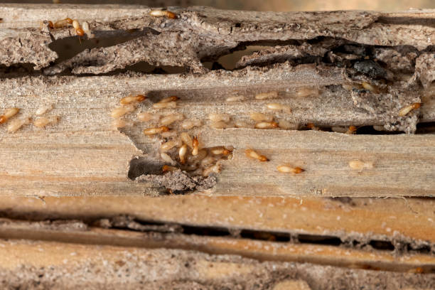 Bird Control in Livingston, LA